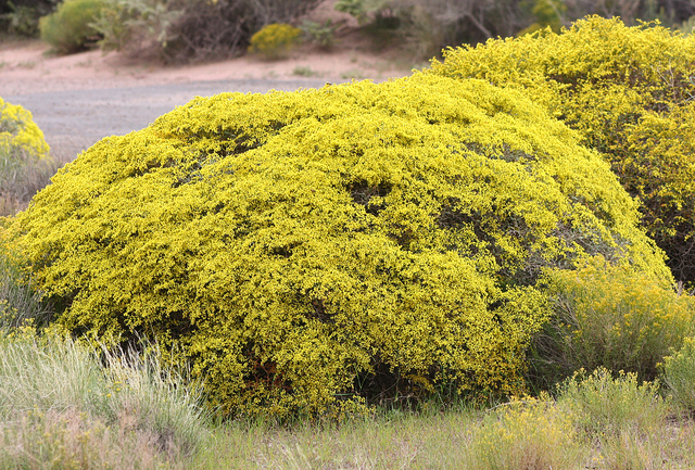 Eriogonum corymbosum