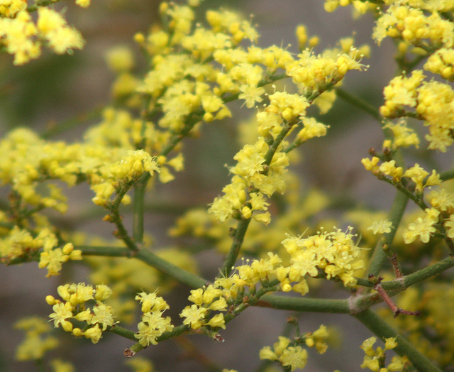 Eriogonum corymbosum (Eriogonum corymbosum)