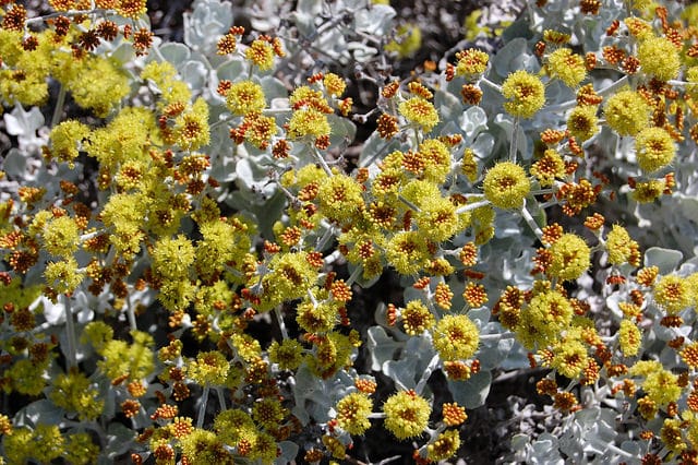 Eriogonum crocatum
