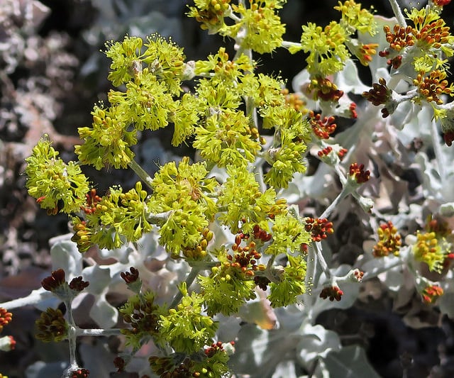 Eriogonum crocatum