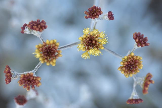 Eriogonum crocatum