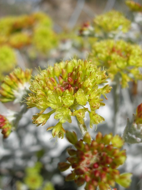 Eriogonum crocatum