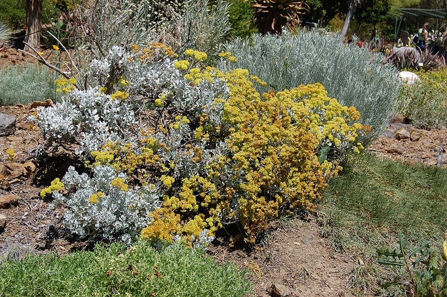 Eriogonum crocatum