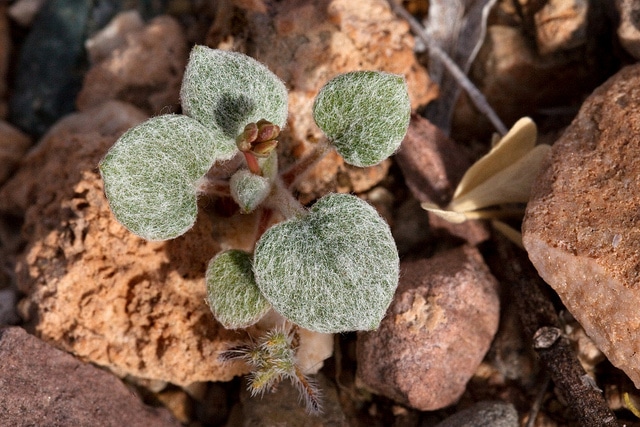 Eriogonum deflexum
