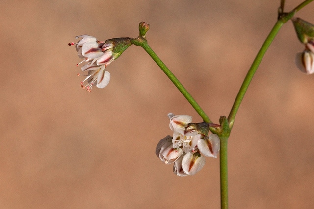Eriogonum deflexum