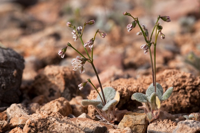 Eriogonum deflexum