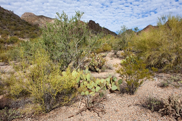 Eriogonum deflexum