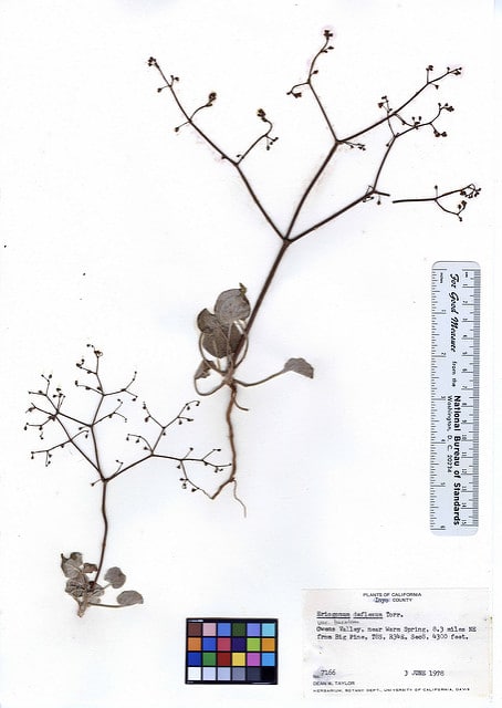 Eriogonum deflexum