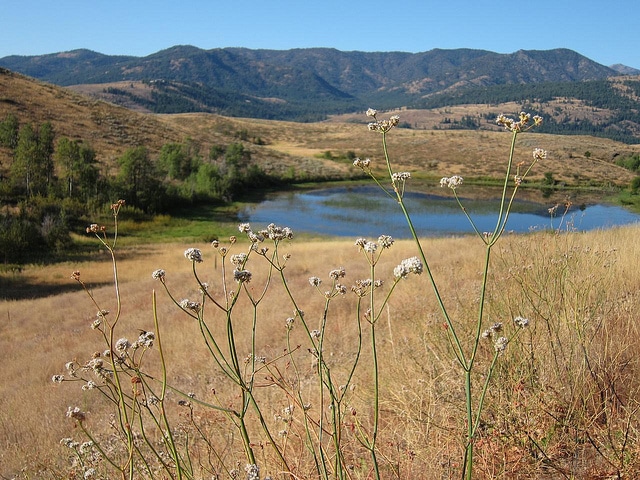 Eriogonum elatum (Eriogonum elatum)