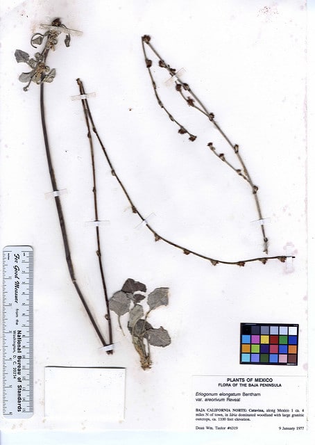Eriogonum elongatum