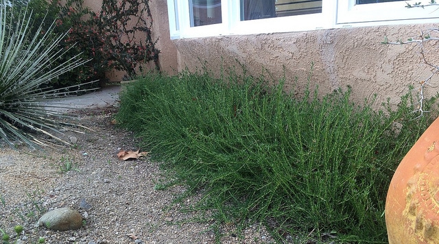 Sarrasin de californie