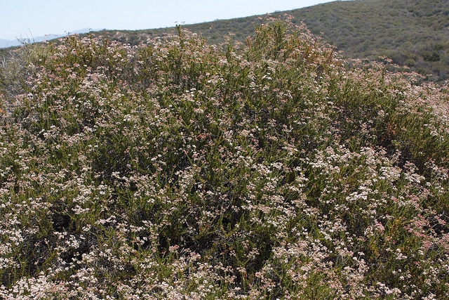 Sarrasin de californie