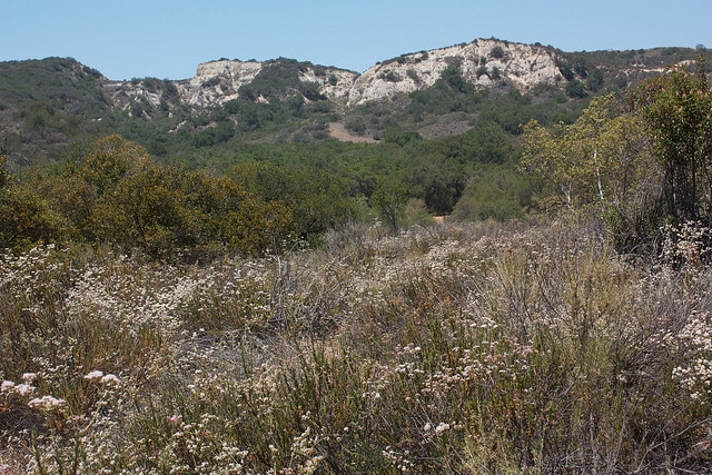 Sarrasin de californie