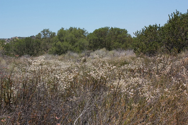 Sarrasin de californie