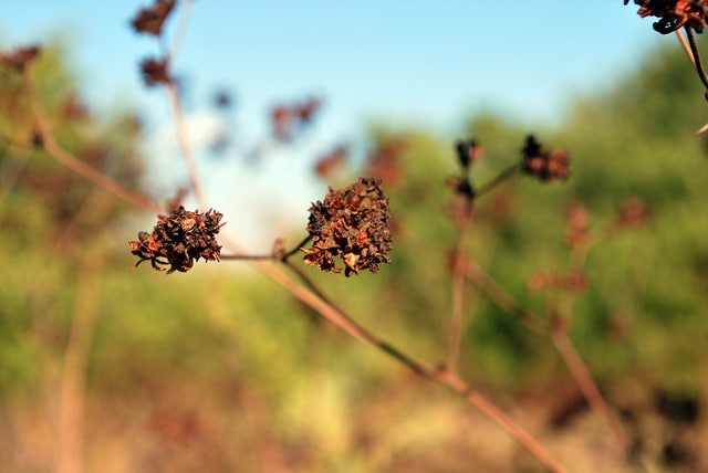 Sarrasin de californie