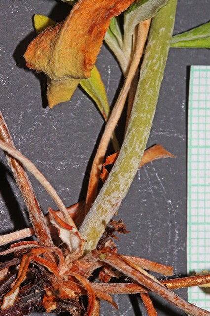 Eriogonum heracleoides (Eriogonum heracleoides)
