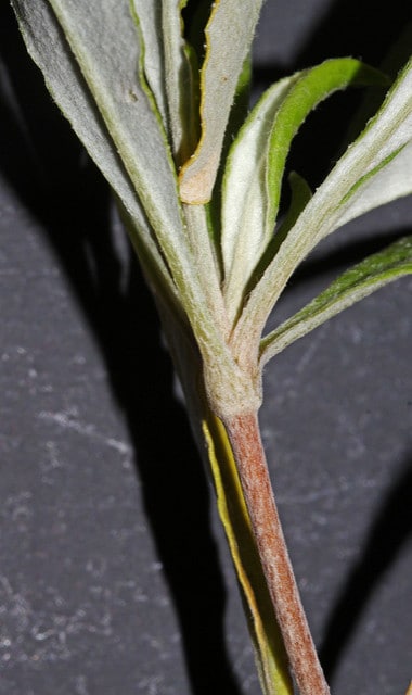 Eriogonum heracleoides