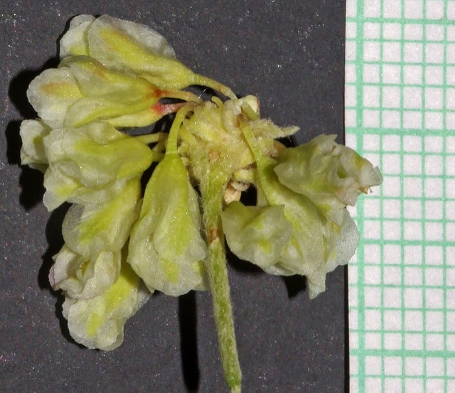 Eriogonum heracleoides