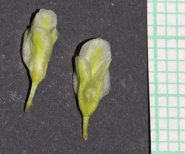 Eriogonum heracleoides