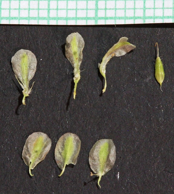 Eriogonum heracleoides