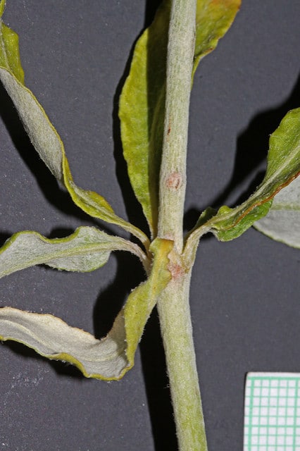 Eriogonum heracleoides