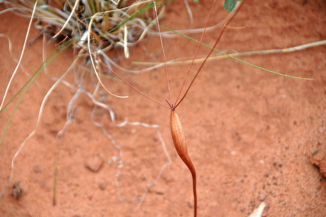 Eriogonum inflatum