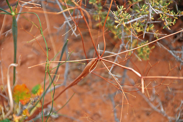 Eriogonum inflatum