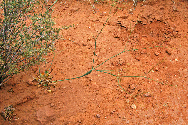 Eriogonum inflatum