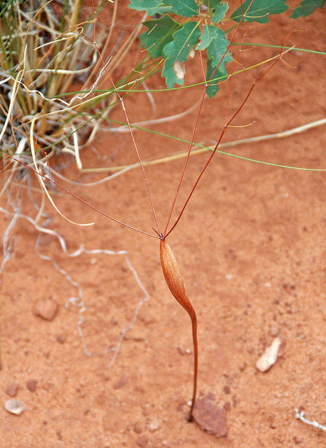 Eriogonum inflatum