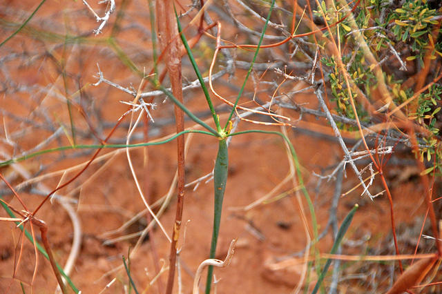 Eriogonum inflatum