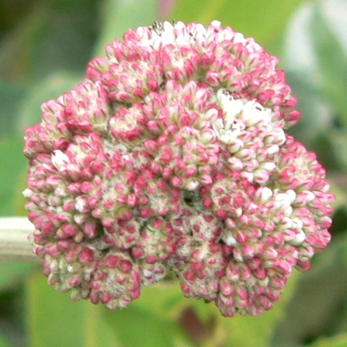 Eriogonum latifolium (Eriogonum latifolium)