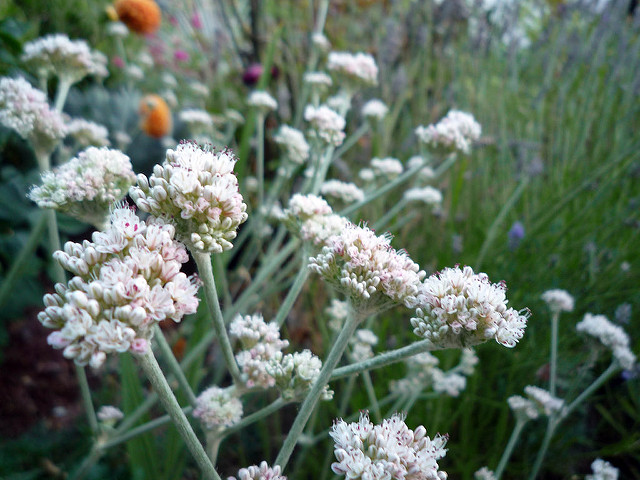 Eriogonum latifolium
