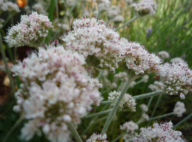 Eriogonum latifolium