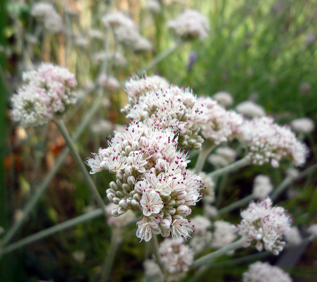 Eriogonum latifolium