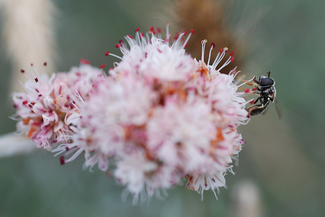 Eriogonum latifolium