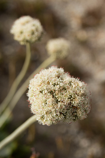 Eriogonum latifolium