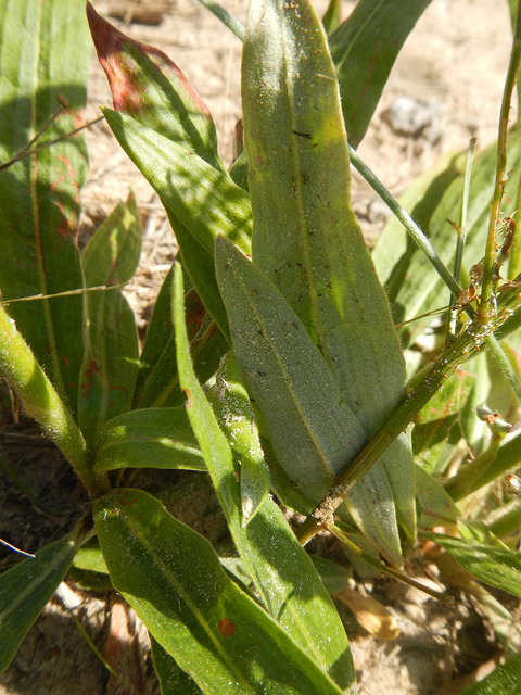 Eriogonum longifolium