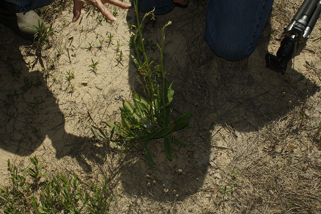 Eriogonum longifolium (Eriogonum longifolium)