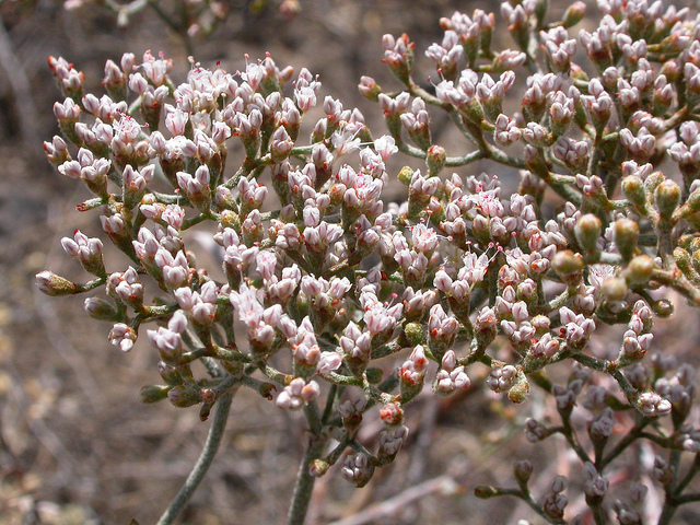 Eriogonum microthecum