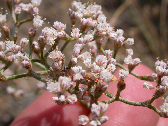 Eriogonum microthecum