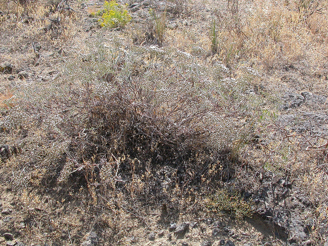 Eriogonum microthecum