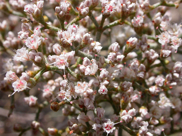 Eriogonum microthecum