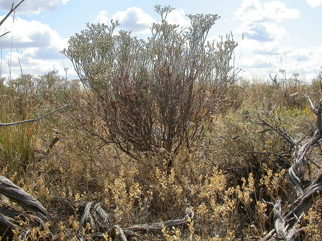 Eriogonum microthecum