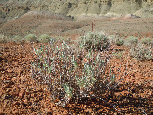 Eriogonum microthecum