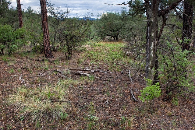 Eriogonum multiflorum