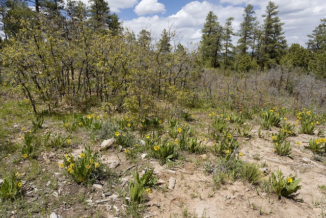 Eriogonum multiflorum