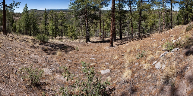Eriogonum multiflorum