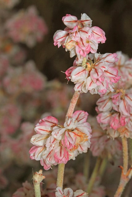 Eriogonum niveum