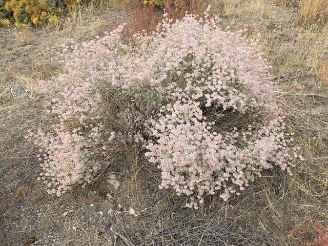 Eriogonum niveum (Eriogonum niveum)