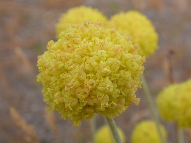 Eriogonum ovalifolium